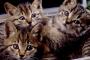 猫3匹飼ってるけど、ふすまが13枚中1枚だけ猫の爪で傷だらけ・・・他は無事なんだけど【再】