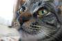 【ねこ画像】ねこさんどアップ、ごろごろねこ、お座りねこ ほか【再】
