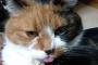 猫に『私の事、好き？』ってきいた時の表情【再】