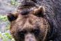 なんG民が思いつくヒグマ対策