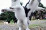 ねこ「ゆーたいりだつー」【再】
