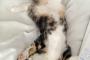 【ねこ画像】ごろごろねこ、見上げる猫 ほか【再】