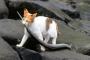 【ねこ画像】くわえていくねこ【再】