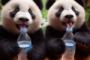 中国人「日本を代表する飲み物は何？」　中国人「あの乳酸菌飲料！」「1884年から続くあれ！」