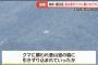 ヒグマに連れ去られた時に助かる方法
