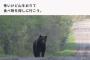 【画像】クマさん「ねぇ人間さん、ぼくは『害獣』なの？」