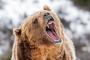 長野県飯山市「クマを駆除する猟友会員報酬を2倍に引き上げる！危険性や金銭的負担を考慮すると当然」