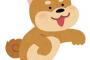 お婆ちゃんとわんこが散歩してた。歩きながら飼い主をずっと見上げるわんこ。大好きなんだな～と思ってたら……まさかの出来事が