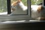 【ねこ画像】窓を超えてごろごろ、はこいりねこ ほか【再】