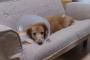 【画像】リビングにソファ買ったら犬に取られた
