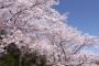 桜は日本軍国主義の象徴！日本が国際刑事裁判所に桜を植えて歴史洗浄を狙っている