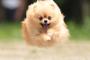 【画像】最近流行りの犬顔系男子ｗｗｗｗｗｗ