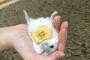 野生を忘れて人間の前で気を許しすぎなハムスター可愛すぎワロタｗｗｗｗｗｗ（画像あり）