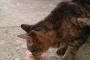 イギリスにいる猫にかつお節あげてみたら食べる前から悶えてたｗｗｗｗかつお節最強説ｗｗｗｗｗ