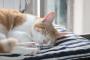 仲良しな２匹の猫さんの家族のほのぼの日記