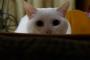 猫『ウズウズ・・・ 』