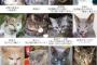 【猫】猫の組長関係図＋関係図の擬人化図