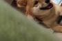 愛犬を隠し撮りしてたらカメラ目線で笑ってきたｗｗｗｗｗｗｗｗ