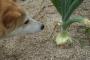 【非常識】犬にタマネギを食わせている飼い主が急増中！ マジで死んじゃうよ！