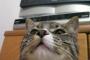 キジトラは猫の祖先とされているリビアヤマネコに一番遺伝的に近いため  慎重で警戒心が強いらしい。