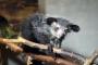 日本の動物園にいる珍獣が繁殖目指して英領に貸し出される（海外の反応）