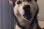 【画像】ペットの犬に飼い主のハンバーガーの最後の一口をあげなかったときの独特の表情が話題へｗへ