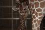 【悲報】動物園でキリンの赤ちゃんが何をトチ狂ったか、フェンスに特攻し死亡・・・・・・（画像あり）