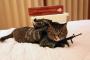【画像】にゃんこな兵士がとっても可愛い！！【猫兵】