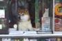 柴犬のシバちゃん（オス・7歳）が店番をすることで有名になった「鈴木たばこ店」、先月30日で惜しまれつつ閉店 … 前脚でガラス戸を開けて店番→ 世界中からファンが訪れる人気者に