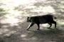 【和歌山県】猫の餌やり原則禁止の条例案にキ○ガイが大騒ぎして振り出しに戻る
