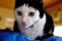 ランダムな柄が猫の魅力。それをよく感じる画像。