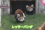 【広島】キクマルコンビのレッサーパンダが安佐動物公園に登場