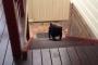 【動画】　この犬、階段の上り方変じゃね？　