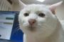 我が家の猫はエアガンが好きみたい