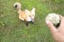【動画】　キツネとキャッチボールしてみた。