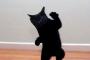 猫のとあるAAを実写化するとこうなるｗｗｗｗｗｗ