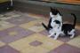 【画像】例の猫画像を使ってコラ作ったよ！！　【シッ！しゃべっちゃダメ！】