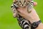 現存する猫の中で最も小さいものの一つである「クロアシネコ」の可愛さは異常
