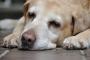 不登校が犬の散歩に行った結果wwwwww
