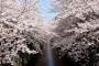 韓国人「日本の桜・・・東京中目黒の桜の風景をご覧ください」→「美しい・・・心が浄化されますね」「今年も行く（笑）みんな中目黒に集まれ～」