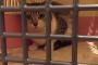 【激かわ注意】ワイ、野良猫を捕獲するも拾ったその日にシャンプーしてしまい威嚇されまくるｗｗｗｗｗｗ（画像あり）