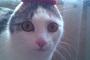 【画像】 うさ耳猫にしてみた