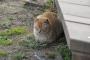 猫「ヘックショイ！！…っちきしょうめ！」