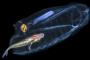 【画像】フロリダの深海で　謎すぎる生物が撮影される