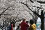 【韓国】 ソウル汝矣島（ヨイド）の桜祭り、4日～10日まで…樹齢50年のソメイヨシノ1886本