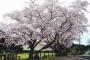 桜も見納めですねぇ　ツーリングに行きたくなる画像・写真が集まるスレ