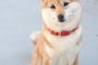 羊毛フェルトで作った柴犬のクオリティ高すぎｗｗｗｗｗ