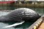 熊本地震の予兆、各地でザトウクジラ打ち上げられていた