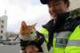 韓国人「釜山江西警察署で飼われている猫たちがかわいすぎると話題に」