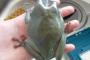 【閲覧注意】台所にエグい大きさのアマガエルいたｗｗｗｗｗｗｗｗｗｗ